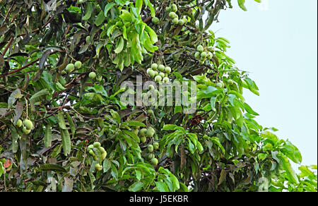 Bunches of unripe Indian mango fruits growing in tree. April, May and June are the major mango season. Stock Photo