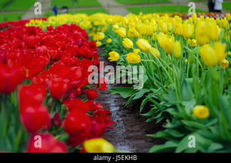 Beautiful and colorful bright red and yellow tulip flowers in full bloom with bright and dark green leaves Stock Photo