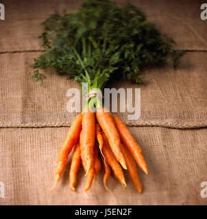 Carrot, Daucus carota, Studio shot of bunch of orange coloured carrots with green tops. Stock Photo