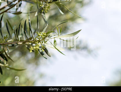 close up of new forming buds on a olive tree with sky in the background, blurred to ad copy space Stock Photo