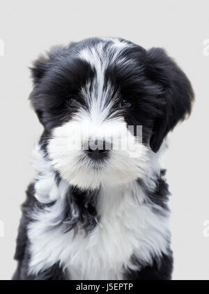 Sitting portrait of a black and white Tibetan Terrier puppy dog called Millie Stock Photo