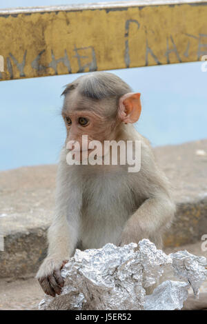 Portrait of a baby Bonnet macaque monkey (Macaca radiata) in Wayanad District, Kerala, South India, South Asia Stock Photo