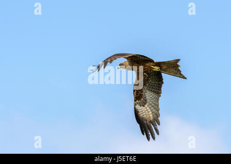 Bird of prey flying above Beypore beach (Beypur), Kozhikode District (Calicut), Kerala, South India, South Asia Stock Photo