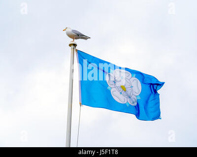 A herring gull Larus argentatus perched on a flagpole  flying the official Official Yorkshire county flag with a white rose on a blue ground Stock Photo
