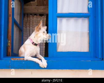 Dog looking out of window in Spain Stock Photo