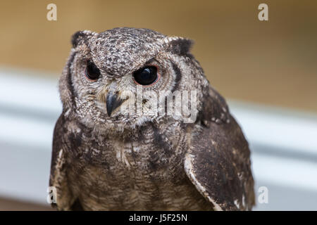 A small Eagle Owl and rescue sanctuary Stock Photo