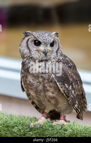 A small Eagle Owl and rescue sanctuary Stock Photo