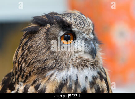 A rescued Bengali Owl on a perch Stock Photo