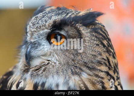 A rescued Bengali Owl on a perch Stock Photo