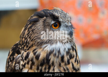 A rescued Bengali Owl on a perch Stock Photo