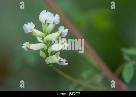 Climbing corydalis (Ceratocapnos claviculata) inflorescence. White flowers on plant in the poppy family (Papaveraceae), growing in British woodland Stock Photo