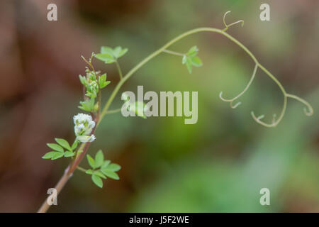 Climbing corydalis (Ceratocapnos claviculata) tendrils. White flowers on plant in the poppy family (Papaveraceae), growing in British woodland Stock Photo