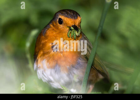 Robin (Erithacus rubecula) with beak full of caterpillars. Favourite garden bird in the family Turdidae, successfully collecting food for chicks Stock Photo