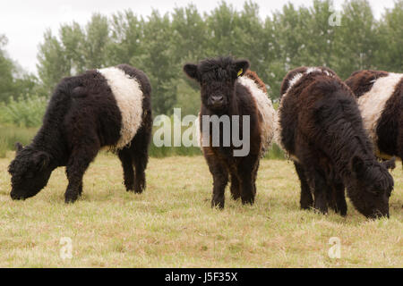 Belted galloway cattle grazing. Attractive heritage breed of beef cattle with long hair coat Stock Photo