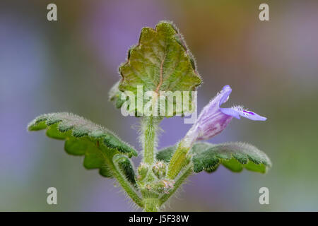 Ground-ivy (Glechoma hederacea) flowering. Violet blue flower of low-growing aromatic plant in the mint family (Lamiaceae) Stock Photo