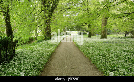 Gravel path in an English Park lined with masses of wild flowering garlic Stock Photo