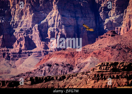 A Red Tailed Hawk soars over red layers of Marble Canyon of the upper Colorado River. Stock Photo