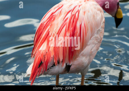 Jame's Flamingo at Slimbridge Stock Photo