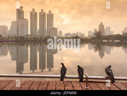 Pigeons on bar at  Benchakitti Park,Thailand Stock Photo