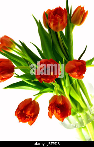 tulips parade Stock Photo