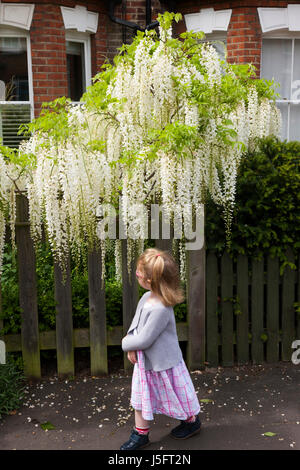 Two-year-old toddler girl smells / smelling a white wisteria flowering / in bloom on a suburban Victorian or Edwardian house garden fence / wall. (87) Stock Photo