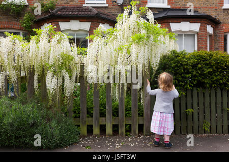 Two-year-old toddler girl smells / smelling a white wisteria flowering / in bloom on a suburban Victorian or Edwardian house garden fence / wall. (87) Stock Photo