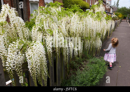 Two-year-old toddler girl smells / smelling a white wisteria flowering / in bloom on a suburban Victorian or Edwardian house garden fence / wall. (87) Stock Photo