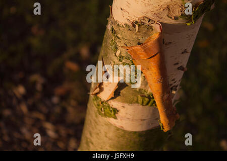 An image of a section of bark the its peeling away from the trunk of a silver birch tree. Stock Photo