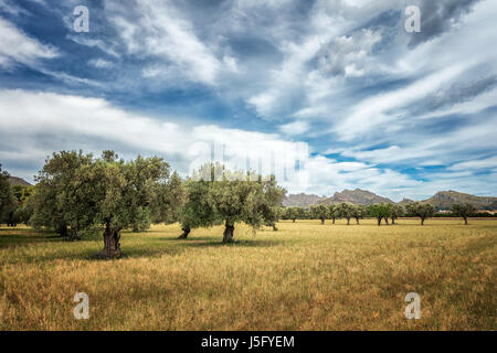 Old olive trees in a field in north Mallorca with a mountain backdrop and stunning sky, Majorca, Balearic Islands, Spain Stock Photo