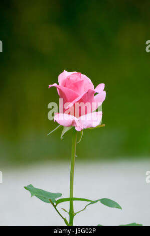 Pink rose in the garden of a hotel in Crete Stock Photo