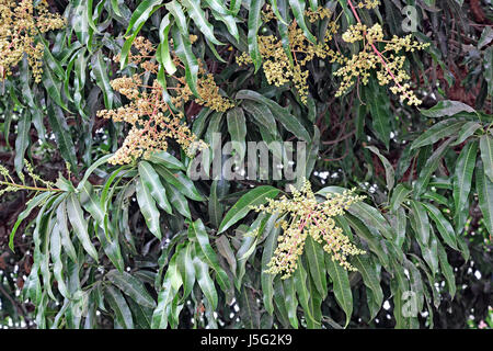 Flowers in Indian mango tree. The season generally begins in the months of December and January. Stock Photo