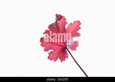 Coral bells, Heuchera 'Creme Brulee', Studio shot showing back of red leaf on stem showing prominent veins. Stock Photo