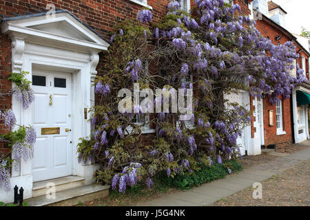 Wisteria covering cottages in Woburn town, Bedfordshire; England; UK Stock Photo