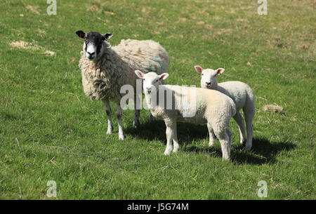 Ewe with lambs in Yorkshire field Stock Photo