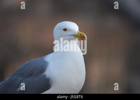 Close-up view of sea gull Stock Photo