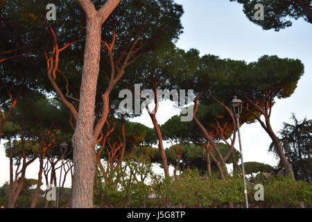 Sunset reflected on tall pine trees Stock Photo