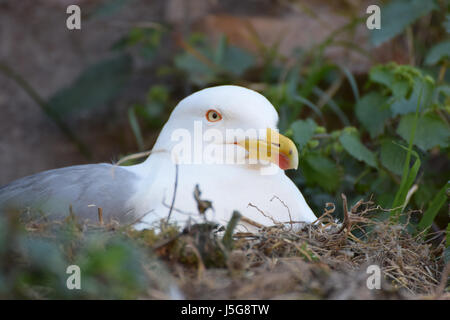 Close view of seagull in nest Stock Photo