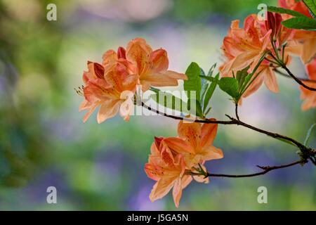 Vibrant Peach Azalia on a low branch sharply rendered and framed against a blurred background of wild spring flowers, Bluebell, Garlic and grasses. Stock Photo
