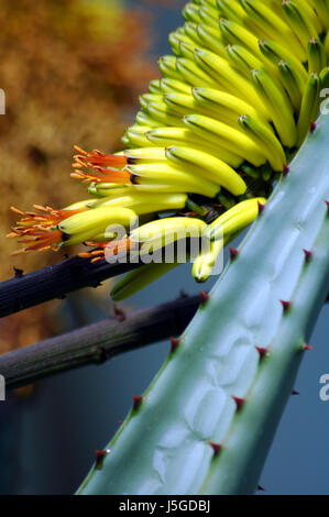 aloe ferox kaufen Seedeo Feuer-Aloe (Aloe ferox) 10 Samen