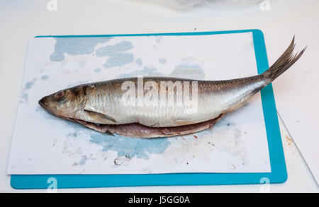 cook cleaning herring fish in the kitchen Stock Photo