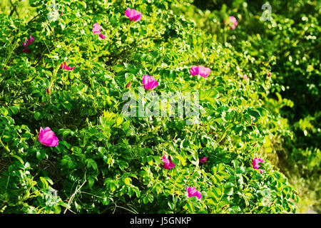 Blossoming Rosa canina shrub, commonly known as the dog rose. Pink blooming flowers of wild rose growing on dunes at the seaside. Pomerania, Poland. Stock Photo