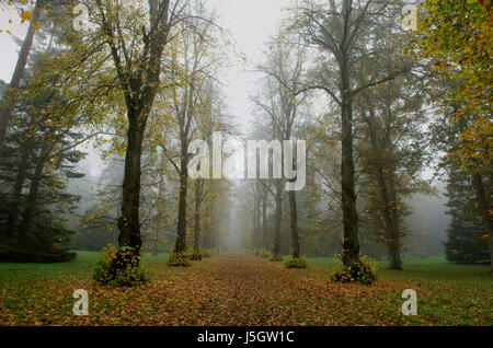 Avenue of Lime trees in mist Stock Photo