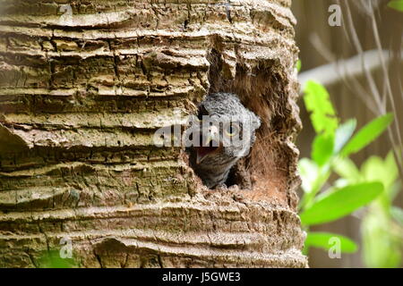 Baby screech owl peeks out of nest Stock Photo