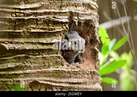 Baby screech owl peeks out of nest Stock Photo