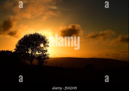 Aberystwyth Wales UK, Wednesday 17 May 2017  UK Weather: The golden light of the sunset behind  the slhouetted trees in the landscape near Aberystwyth in west Wales    photo credit Keith Morris / Alamy Live news Stock Photo