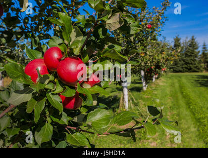 Rows of Honeycrisp apple trees in a commercial apple orchard. Stock Photo
