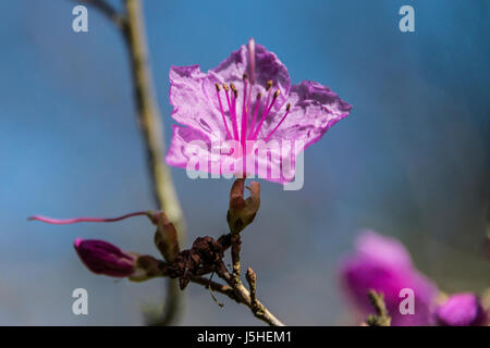 A close up of a single flower of a Rhododendron mucronulatum Stock Photo