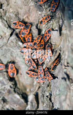 firebug - pyrrhocoris apterus Stock Photo