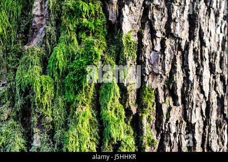 Green moss grown up cover the rough stones in the forrest. Show with macro view. Rocks full of the moss. Stock Photo