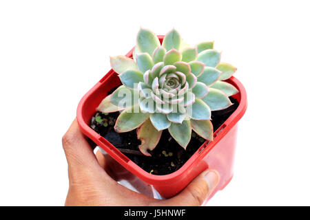 Potted Echeveria succulent plant isolated against white background Stock Photo